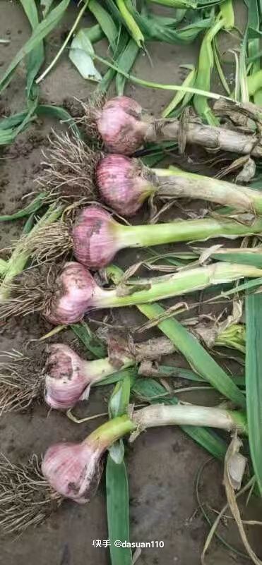 红皮蒜  天津宝坻六瓣红紫皮大蒜，地理标志产品