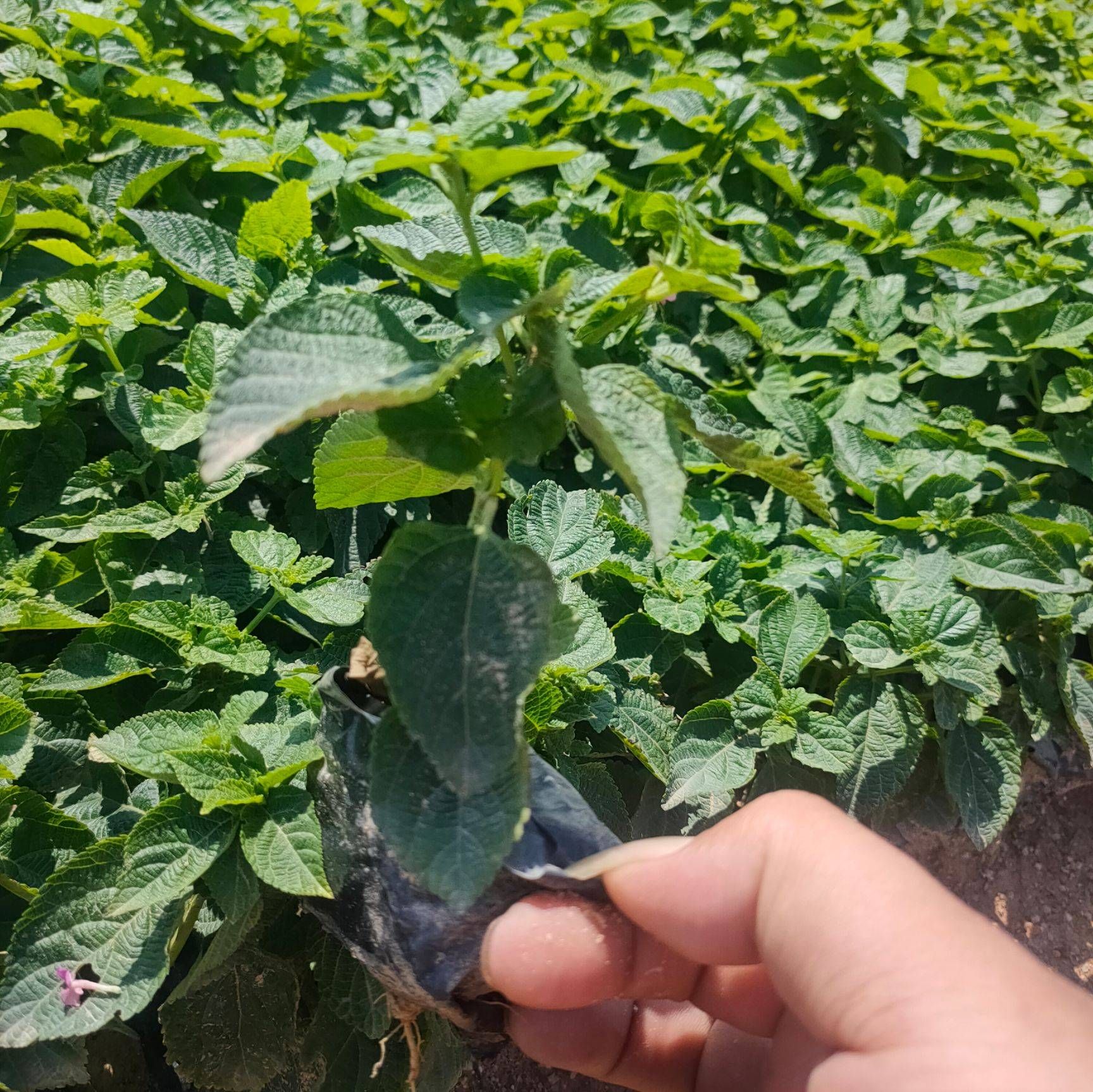 五色梅小杯苗高20-30公分，五色梅
