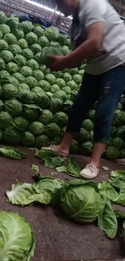 中甘系列，颜色，百万亩直供