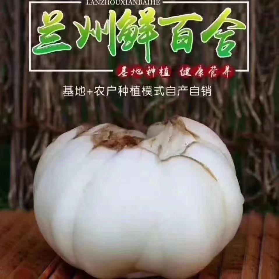 甘肃兰州百合新挖新鲜百合  两头皇 新鲜食用生甜百合