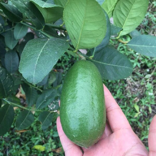 广西四季香水柠檬无籽子弹头香味浓郁皮薄多汁冷饮包邮