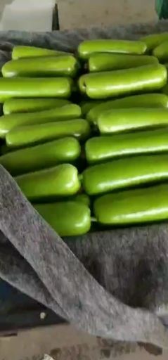 精品瓠瓜，产地直供