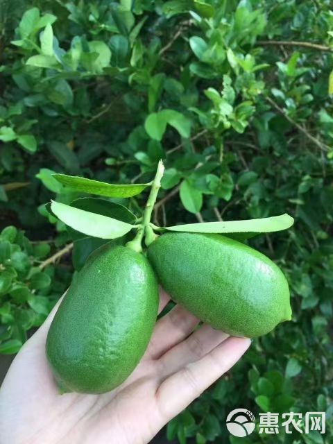 广西四季香水柠檬无籽子弹头香味浓郁皮薄多汁冷饮包邮