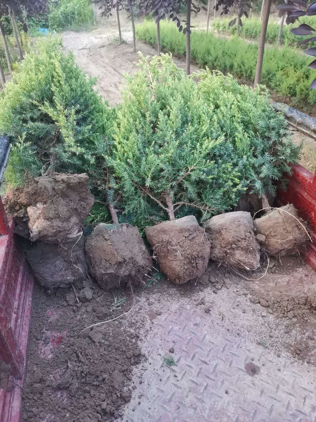 桧柏  望都塔桧容器苗刺柏杯苗圆柏杯苗