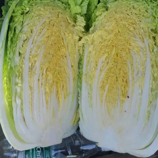 凌海市黄心大白菜 辽宁锦州黄心白菜大量上市