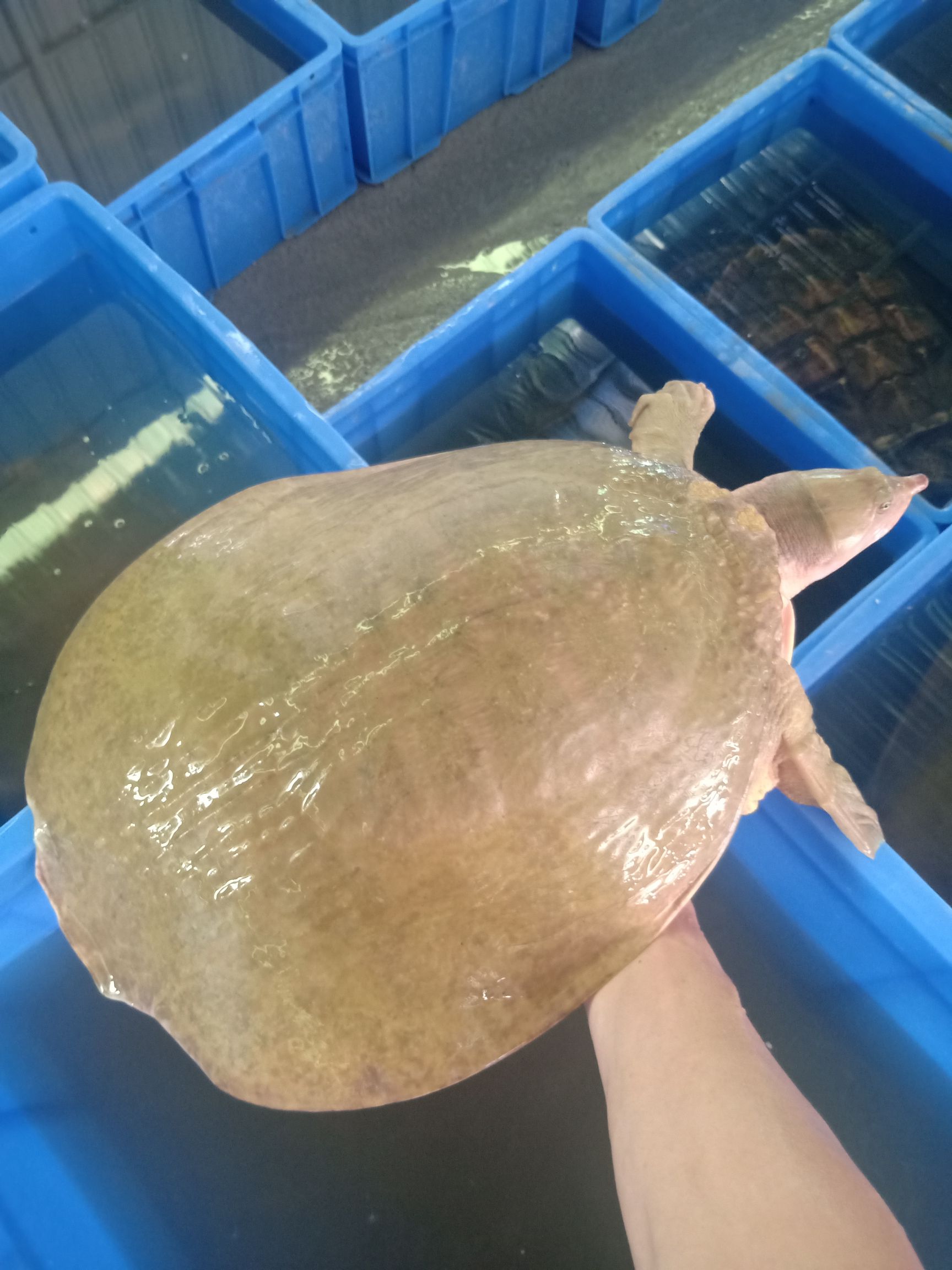 珍珠鳖  外塘大甲鱼，吃小鱼，吃小虾长大，超级靓货48元斤包邮