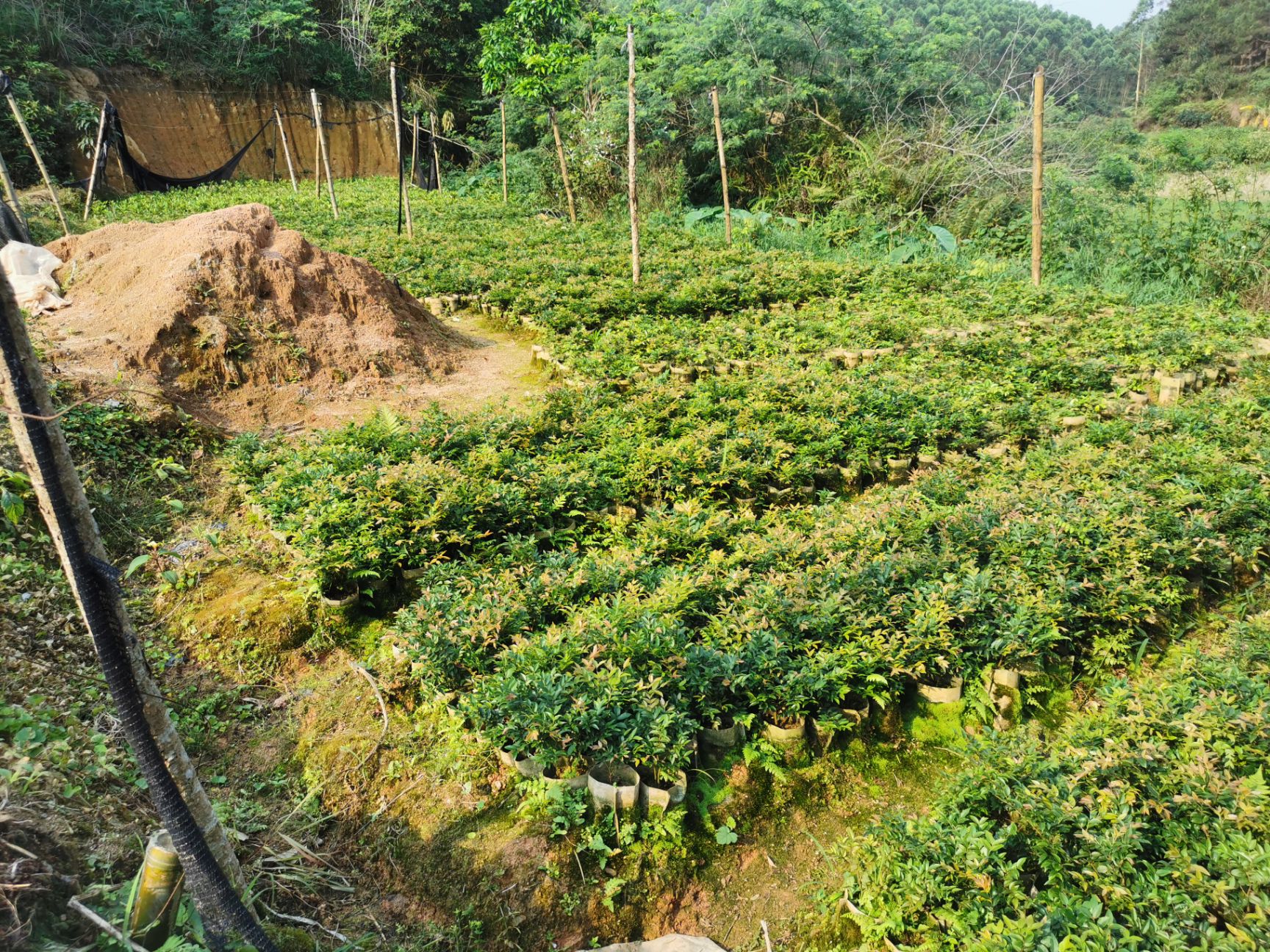 果苗 果树苗 树葡萄苗 嘉宝果苗 沙巴嘉宝果 四季嘉宝果苗