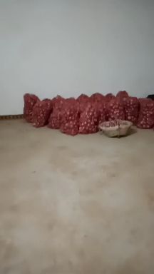 渭南红皮洋葱