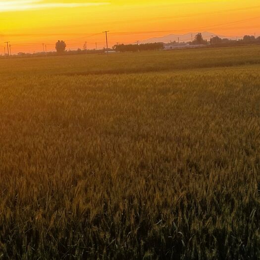 定州市 小麦