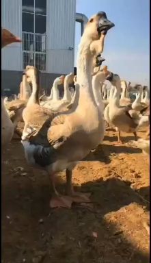 狮头鹅苗 
