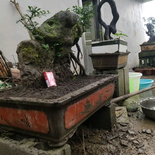 重庆市金弹子  失望不失望