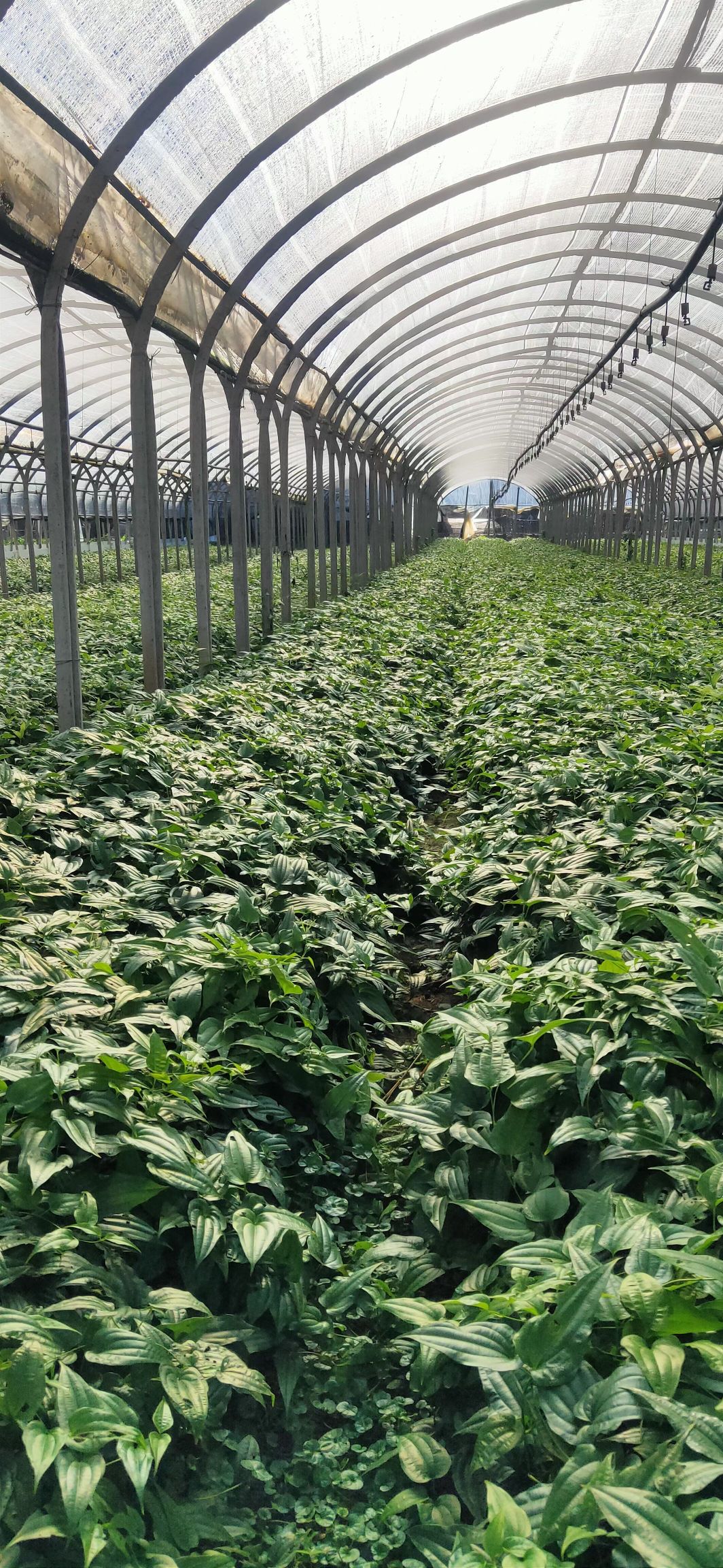 云南对叶大百部苗