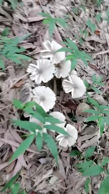 重庆市荔枝菌 鲜货 野生 