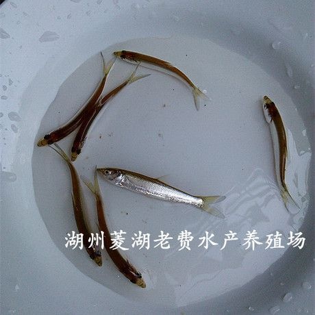 湖州鳡鱼苗  湖州鱼苗鱤鱼苗夏花寸苗旺季批发