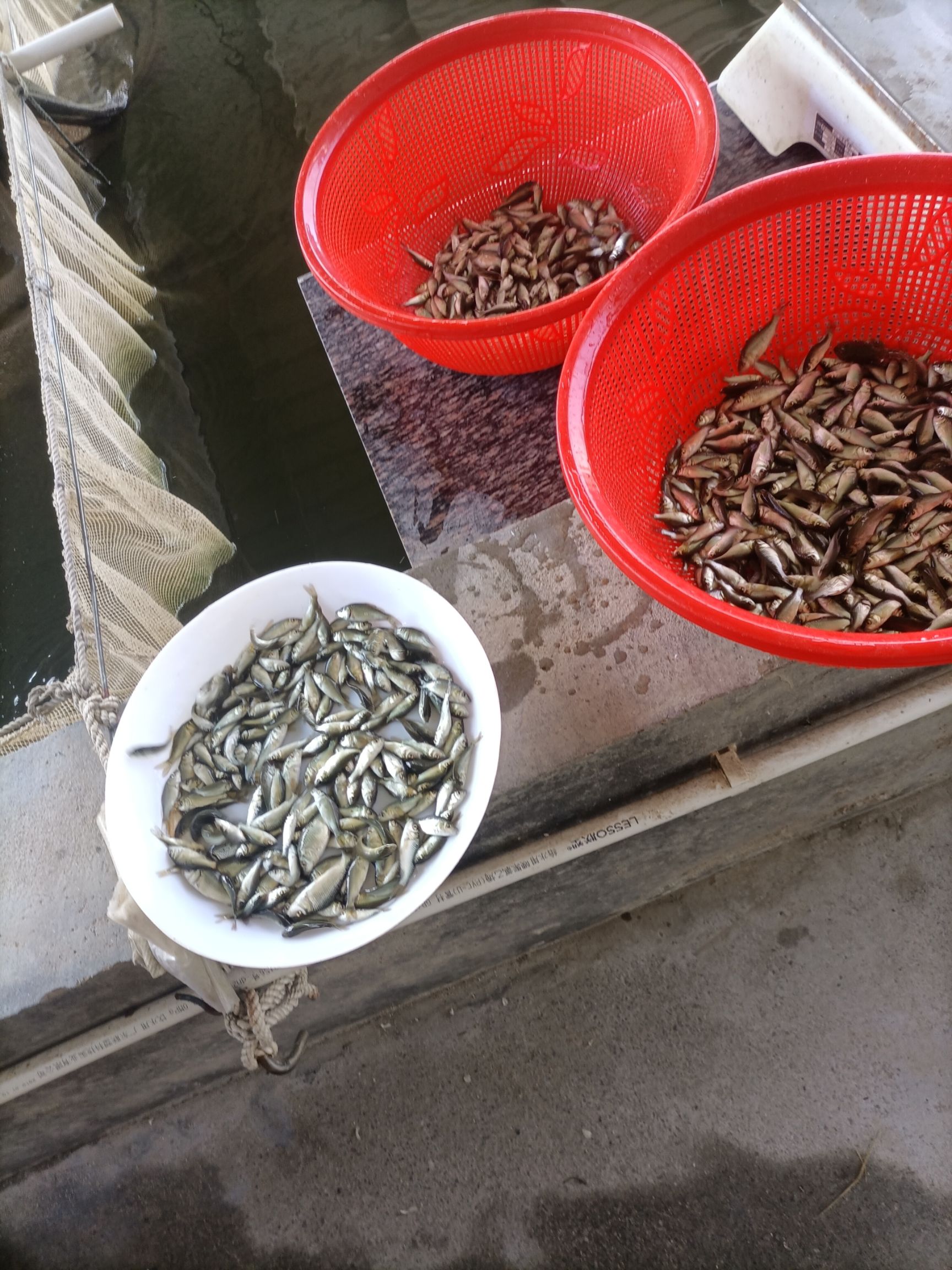 鲤鱼苗，建鲤鱼苗，丰鲤鱼苗，