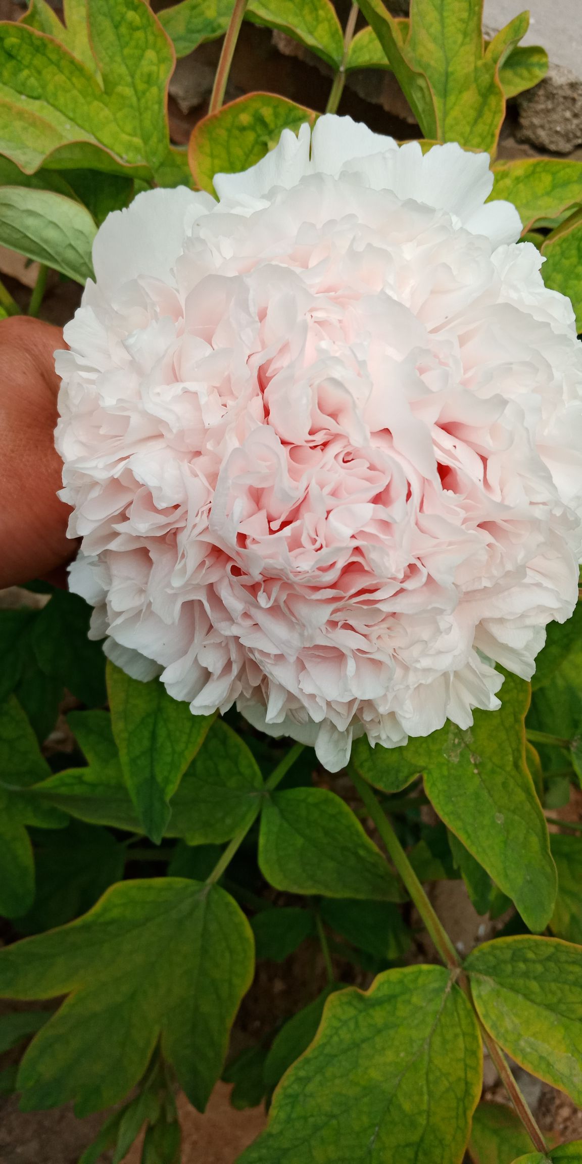 牡丹，观赏牡丹，盆栽牡丹，春节牡丹