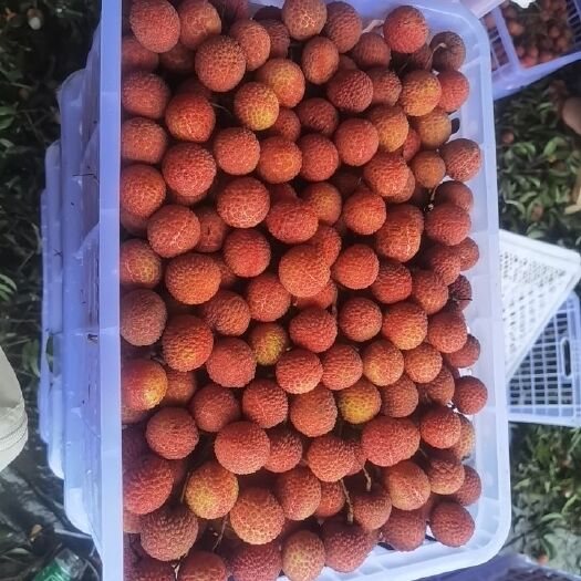 阳西县玉荷包荔枝 广东省阳江市阳西县上洋镇，玉和苞荔枝大量上市