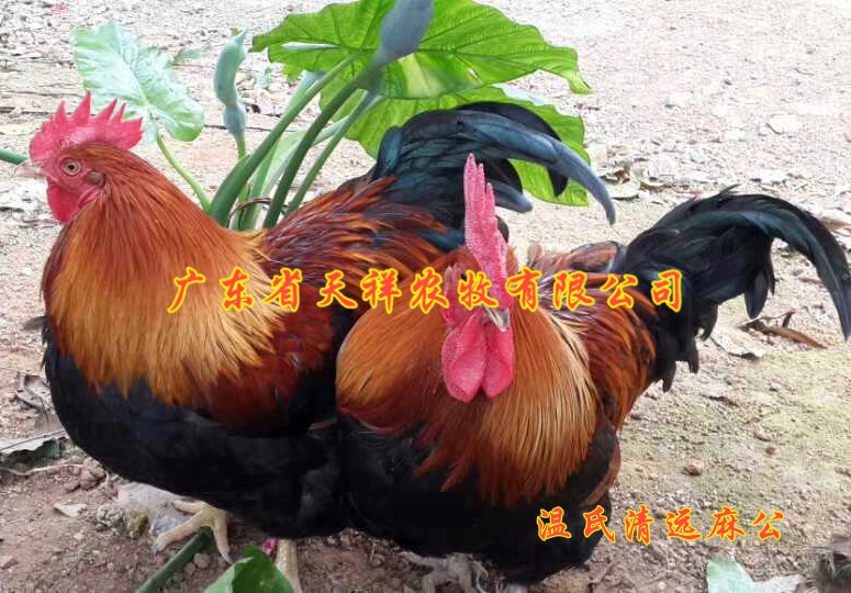 温氏麻二公 温氏麻2鸡苗 红玉鸡苗草原红 温氏清远麻鸡苗批发