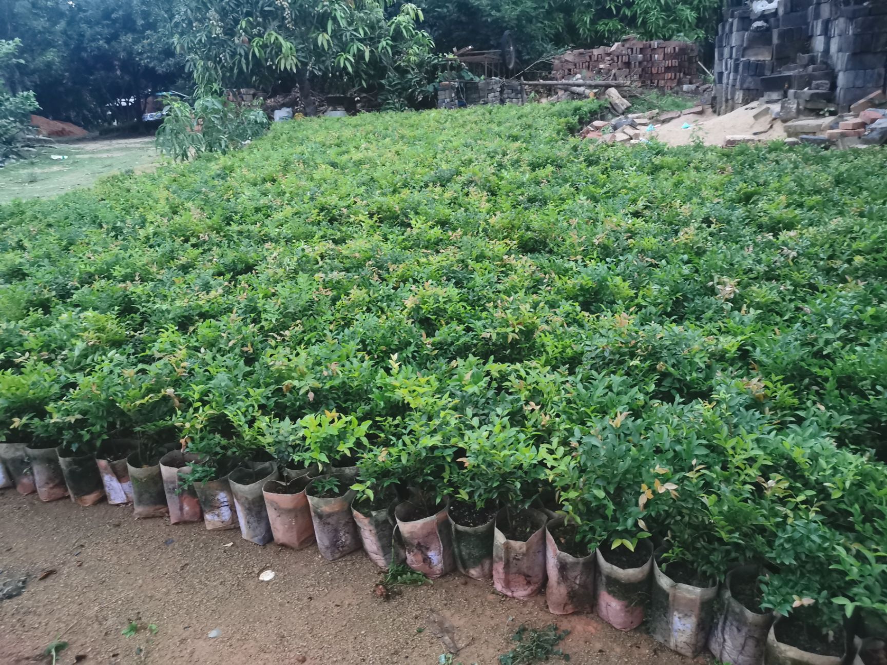 果苗 果树苗 树葡萄苗 嘉宝果苗 沙巴嘉宝果 四季嘉宝果苗