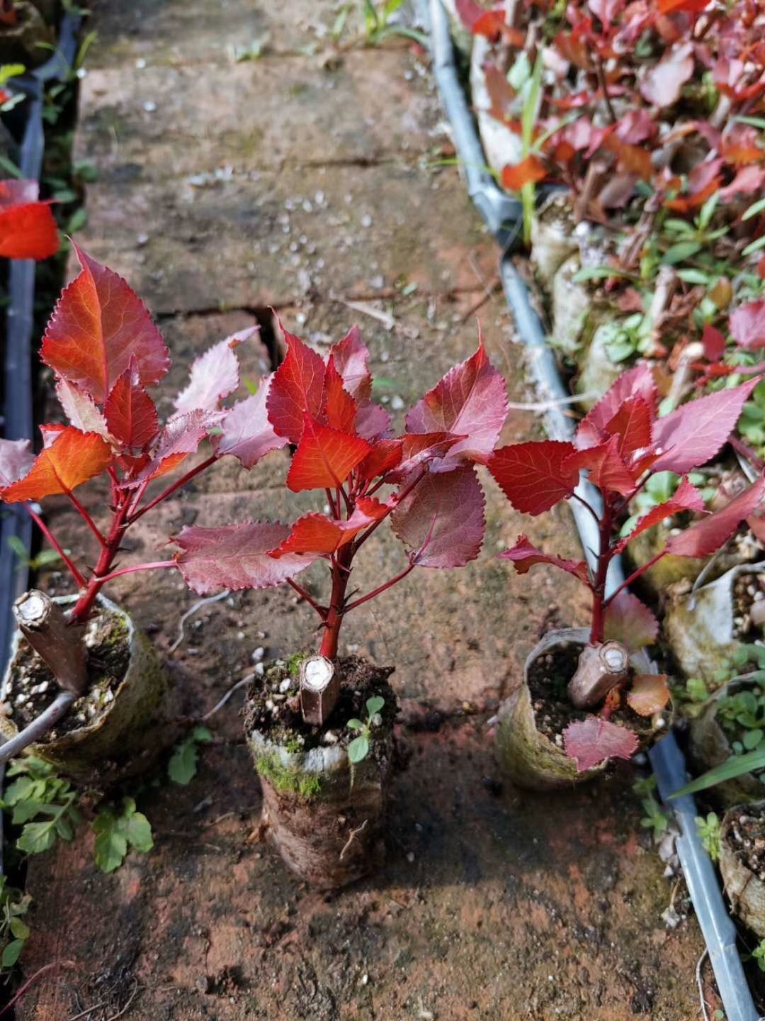 红叶杨  彩叶杨新品种杯苗正在火热预订中