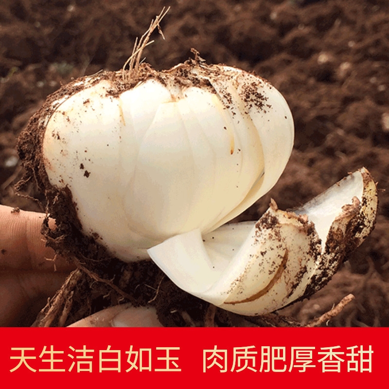 甘肃兰州百合新挖新鲜百合  两头皇 新鲜食用生甜百合