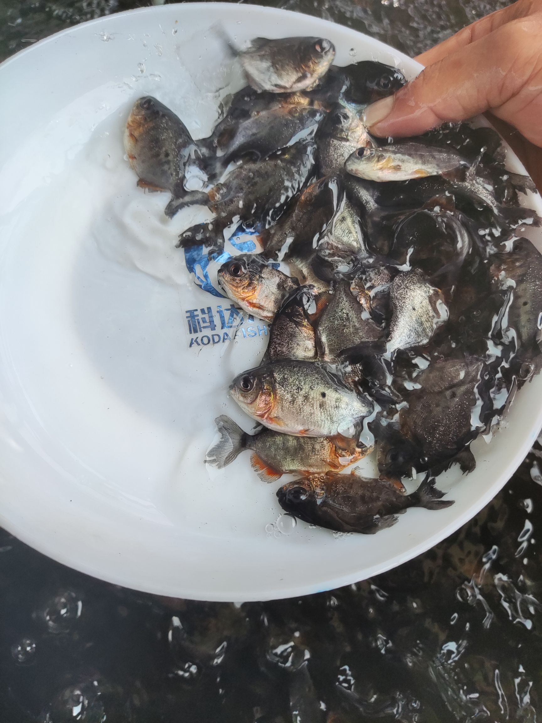 淡水白鲳鱼苗，鲳鱼苗，红鲳鱼，苗场直批，包邮，价格优惠