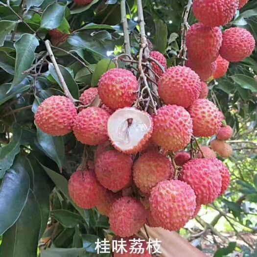 广州 从化桂味荔枝自家果园大量提供欢迎来谈价格