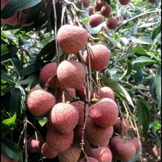 灵山县 灵山黑叶荔枝