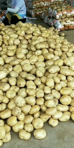 昌黎县中薯5号土豆  百万亩土豆大量上市     可直供超市