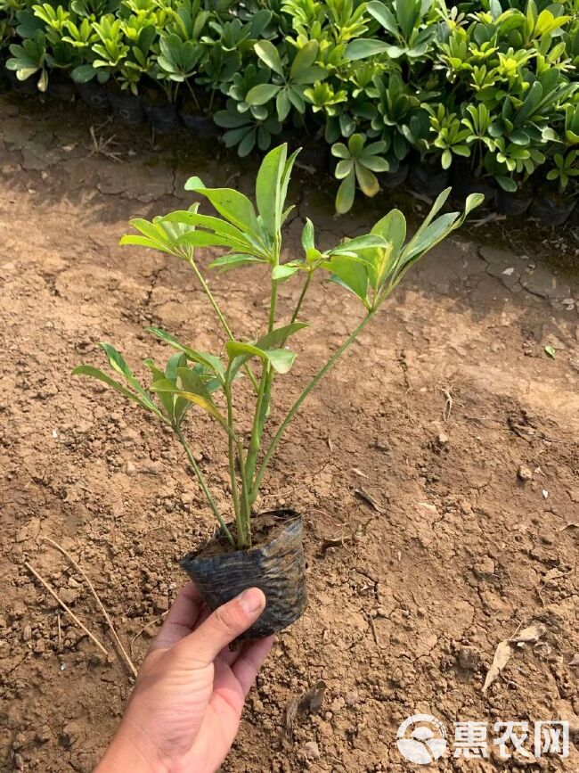 澳洲鸭脚木 鸭脚木/鹅掌柴大量地被生产基地