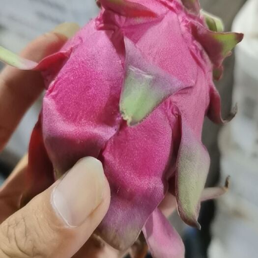 东方市火龙果  次果