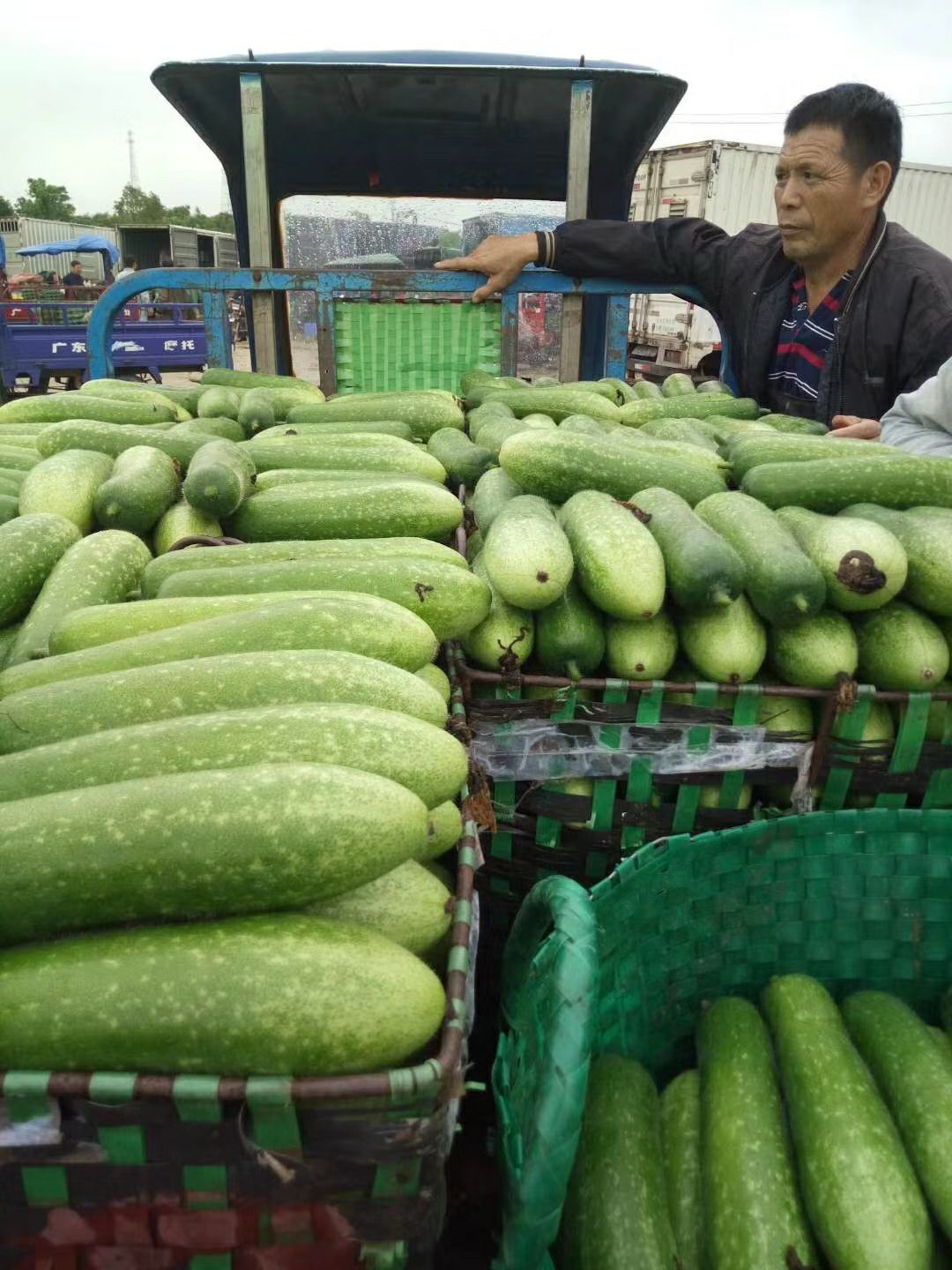 冬瓜苗  早熟节瓜苗