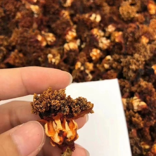 大量批发加拿红极参 海参花干货酒店水发实惠滋补食材