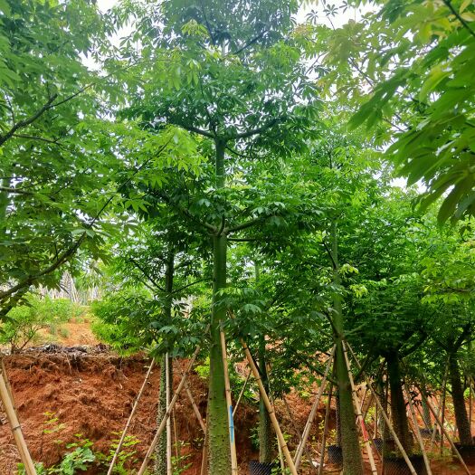 普宁市美丽异木棉