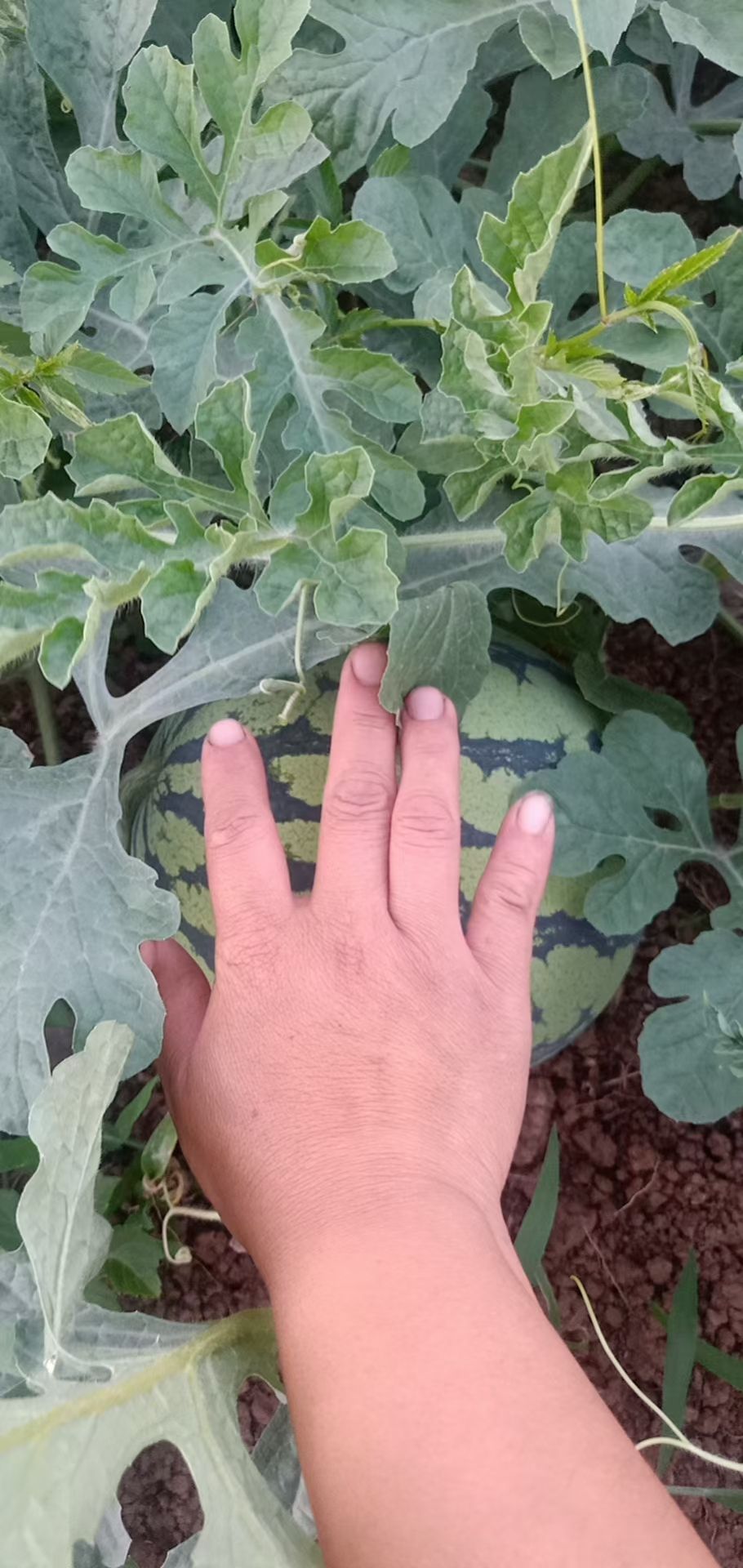 湖北西瓜大量上市，8424，美都，黑美人