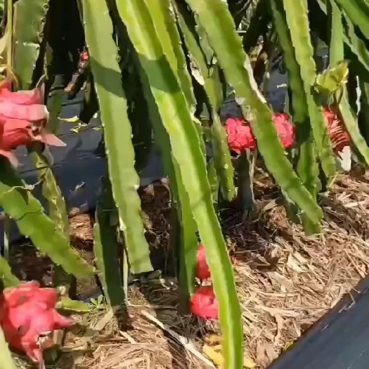 南宁广西红心火龙果大量上市中！