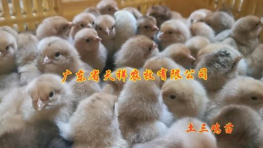 三黄鸡苗  大种黄花公 黄花公6号 快大黄花公鸡苗