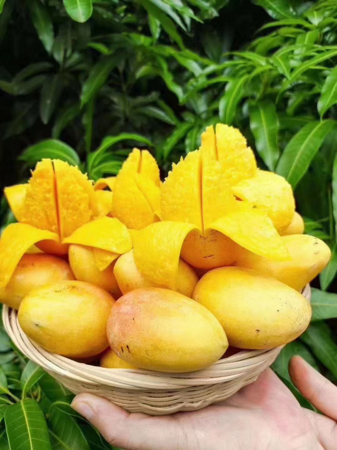 小金煌 台农芒果