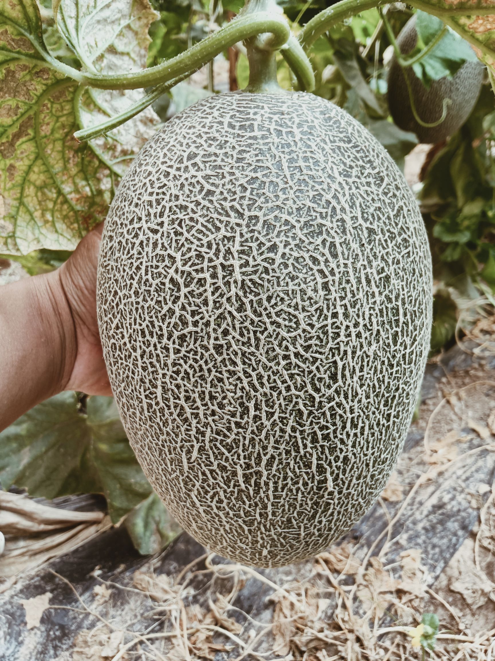  西州蜜量大有货量大有货量大有货……