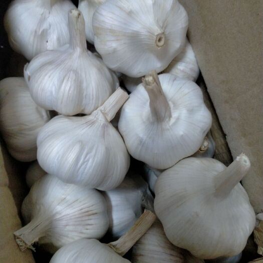 兰陵县白皮蒜  山东苍山大蒜，基地自产自销.不添加任何肥料和农药，纯无公害