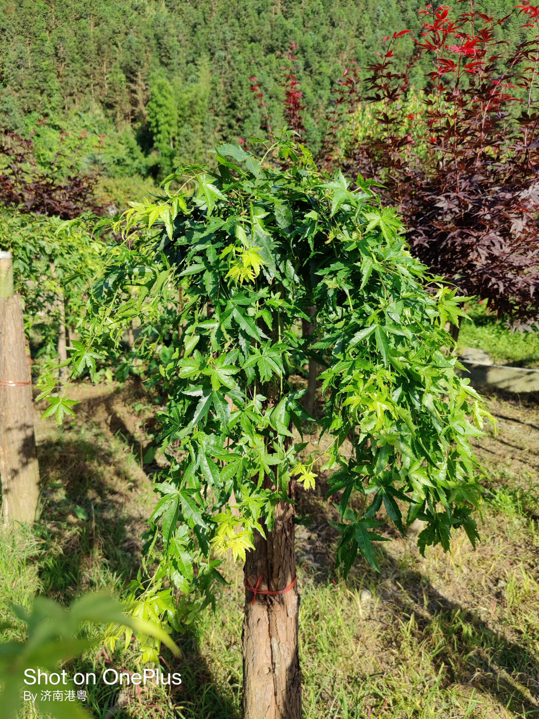 紅楓 精品流泉 地苗袋苗多種規(guī)格 適用景觀 綠化 歡迎實地考察