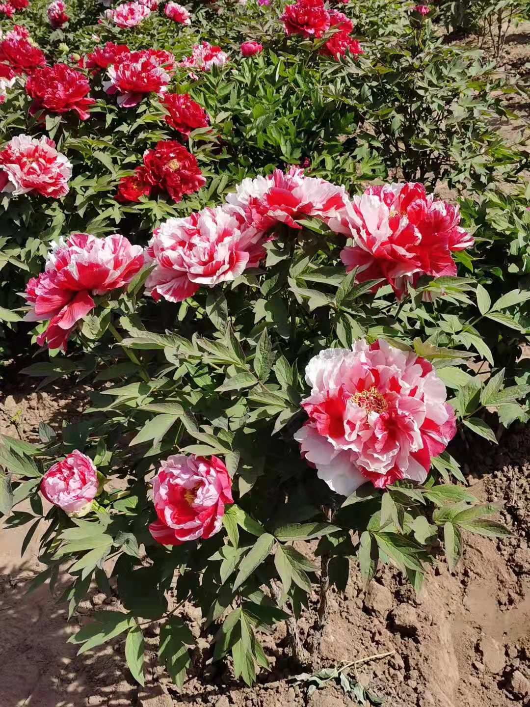 牡丹，观赏牡丹，盆栽牡丹，春节牡丹