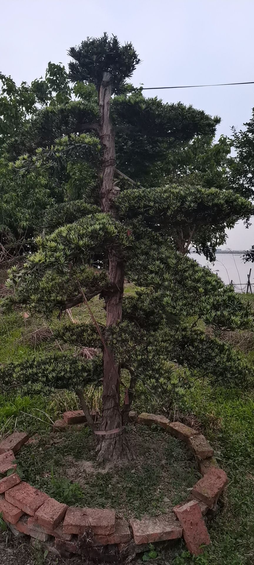 短叶罗汉松  小叶罗汉松，叶最长3-4公分，普遍2公分，地径18公分