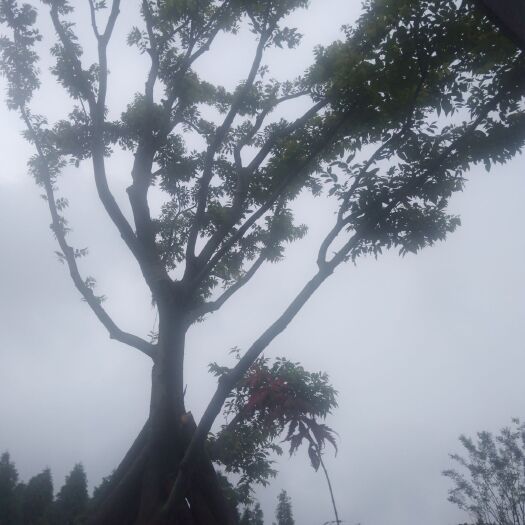 都江堰市厚朴树 朴树自家基地量大从优，欢迎选购