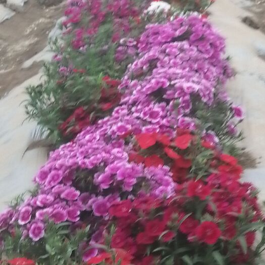 喀喇沁旗 种植基地盘试花草五彩石竹各种颜色