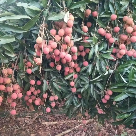 南宁黑叶荔枝 荔枝