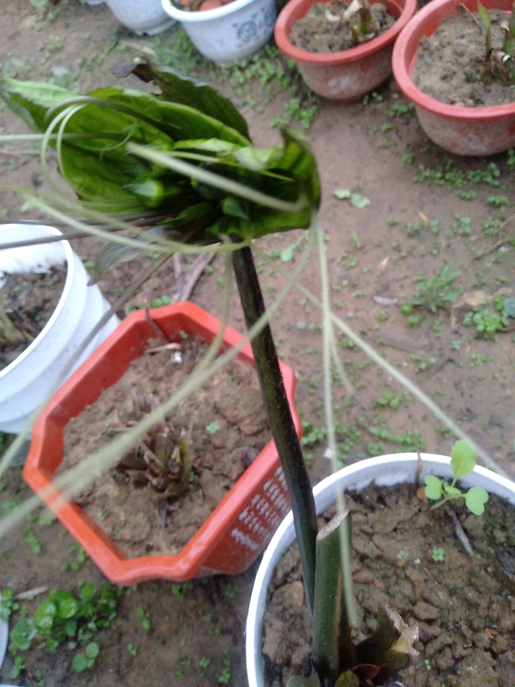 虎须菖蒲  虎须花，花，