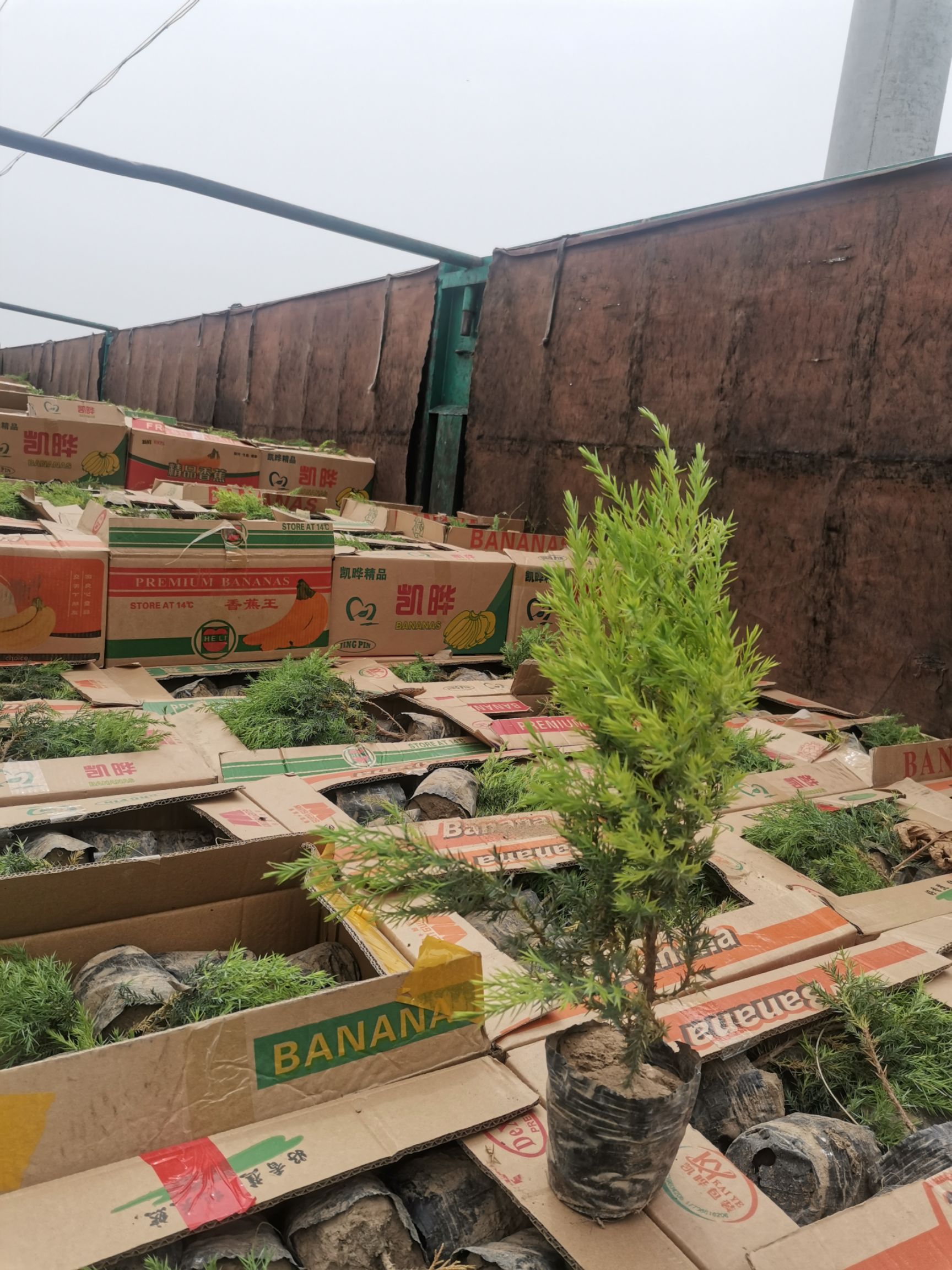 桧柏  望都塔桧容器苗刺柏杯苗圆柏杯苗