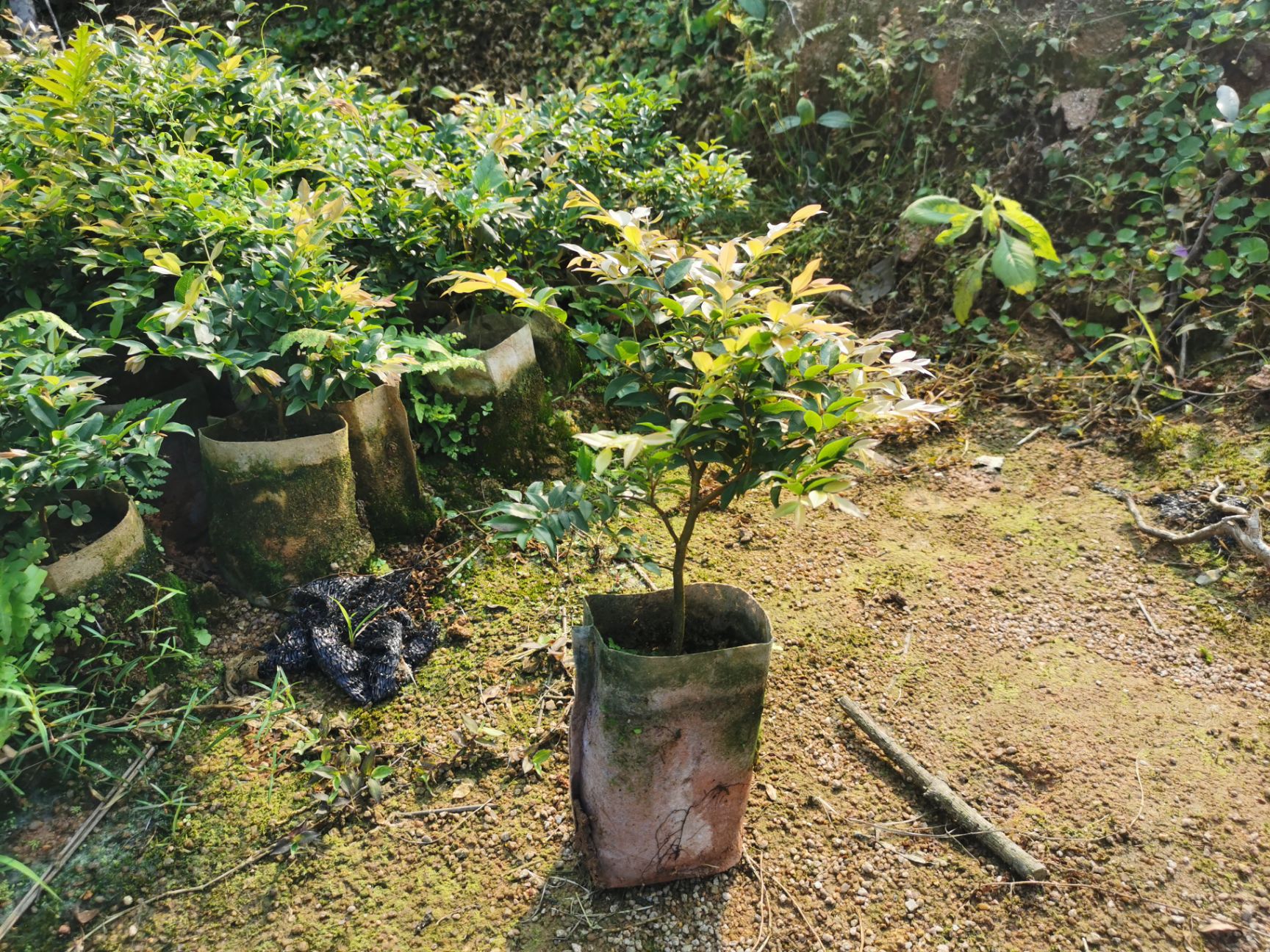 果苗 果树苗 树葡萄苗 嘉宝果苗 沙巴嘉宝果 四季嘉宝果苗