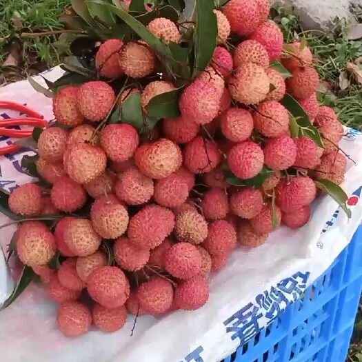 东莞市桂味荔枝 广东省东莞市东莞市 